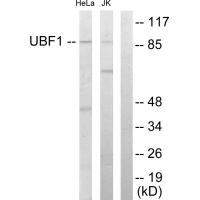 a05134 western blotting analysis 1