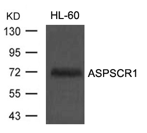 Anti Aspscr1 Tug Antibody