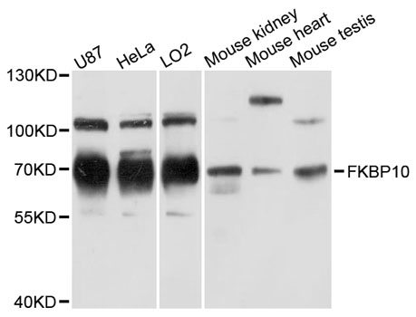 FKBP10 Antibody