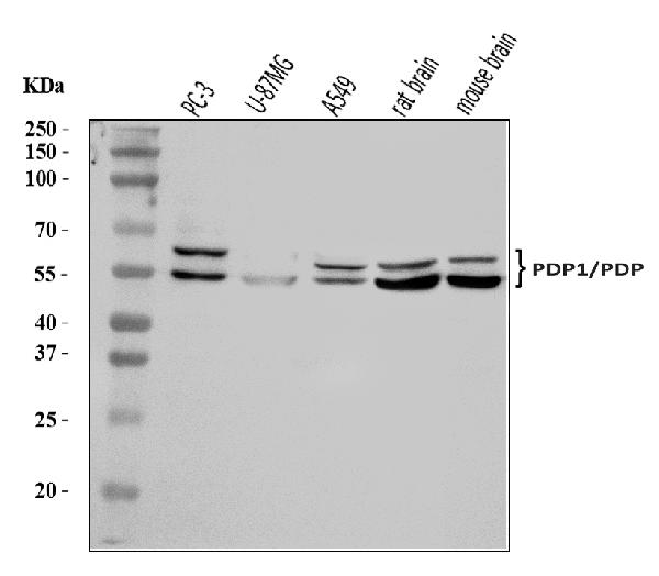 https://www.bosterbio.com/media/catalog/product/a/0/a05607-2-pdp1-primary-antibodies-wb-testing-1.jpg