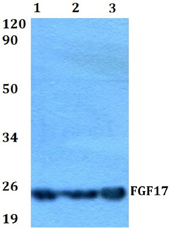 <h4>Figure 1. Western blotting validation for Anti-Fibroblast growth factor 17 FGF17 Antibody A07009-1</h4> Western blot (WB) analysis of FGF17 polyclonal antibody at 1:500 dilution<br> Lane1:HEK293T whole cell lysate<br> Lane2:sp2/0 whole cell lysate <br> Lane3:PC12 whole cell lysate <br> Electrophoresis was performed on a SDS-PAGE gel. To determine SDS-PAGE gel concentration