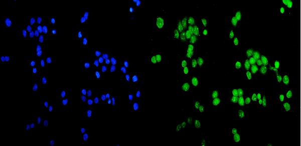 IF analysis of CCDC36 using anti-CCDC36 antibody (A14775).