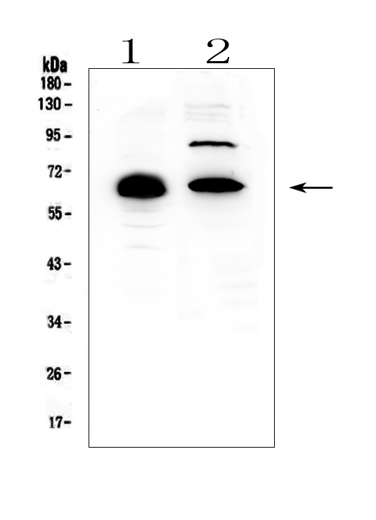 Western blot analysis of CCDC36 using anti-CCDC36 antibody (A14775). Electrophoresis was performed on a 5-20% SDS-PAGE gel at 70V (Stacking gel) / 90V (Resolving gel) for 2-3 hours. The sample well of each lane was loaded with 50ug of sample under reducing conditions. Lane 1: human placenta tissue lysates, Lane 2: human HL-60 whole cell lysates. After Electrophoresis, proteins were transferred to a Nitrocellulose membrane at 150mA for 50-90 minutes. Blocked the membrane with 5% Non-fat Milk/ TBS for 1.5 hour at RT. The membrane was incubated with rabbit anti-CCDC36 antigen affinity purified polyclonal antibody (Catalog # A14775) at 0.5 μg/mL overnight at 4°C, then washed with TBS-0.1%Tween 3 times with 5 minutes each and probed with a goat anti-rabbit IgG-HRP secondary antibody at a dilution of 1:10000 for 1.5 hour at RT. The signal is developed using an Enhanced Chemiluminescent detection (ECL) kit (Catalog # EK1002) with Tanon 5200 system. A specific band was detected for CCDC36 at approximately 66KD. The expected band size for CCDC36 is at 66KD.