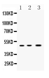 Western blot analysis of Nanog using anti-Nanog antibody (A00153-3).