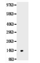 Western blot analysis of NGF/NGF Beta using anti-NGF/NGF Beta antibody (A00341).