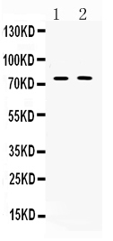 Western blot analysis of TRF2 using anti-TRF2 antibody (A00650-1).