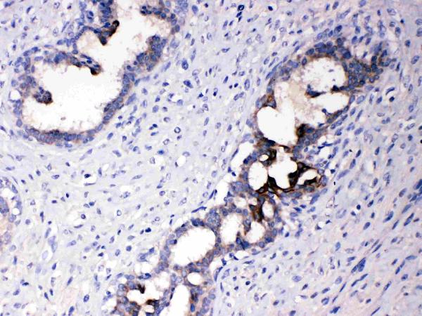 IHC analysis of ATF6 using anti-ATF6 antibody (A00655).