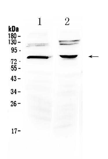 Western blot analysis of Dishevelled 3 using anti-Dishevelled 3 antibody (A03577).