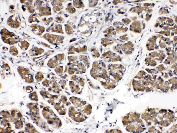 IHC analysis of Amylase using anti-Amylase antibody (A12967).