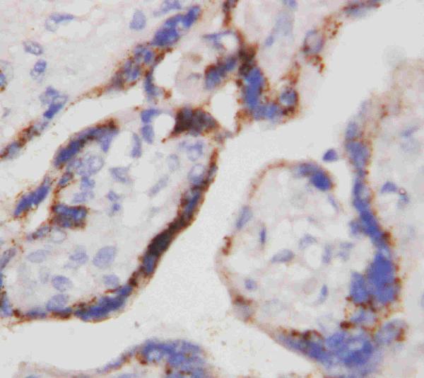 Anti-beta-HCG antibody (monoclonal), MA1111, IHC(P) IHC(P): Human Placenta Tissue