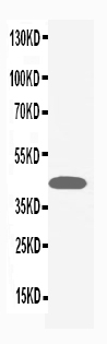 Anti-MAPK1/3 antibody, PA1049, Western blotting WB: HELA Cell Lysate