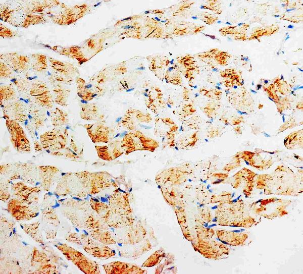 Anti-PMVK antibody, PA1067, IHC(P) IHC(P): Rat Skeletal Muscle Tissue