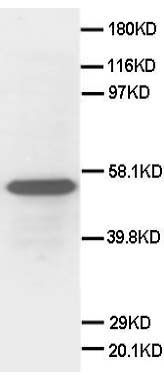 Anti-Secretogranin 3 antibody, PA1071, Western blotting WB: HELA Cell Lysate