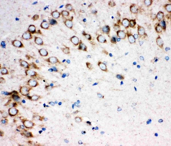 Anti-Sonic Hedgehog antibody, PA1072-1, IHC(P) IHC(P): Rat Brain Tissue