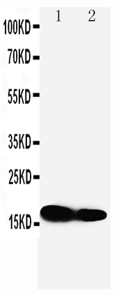 Anti-IFITM1 antibody, PA1112, Western blotting Lane 1: SW620 Cell Lysate Lane 2: CEM Cell Lysate