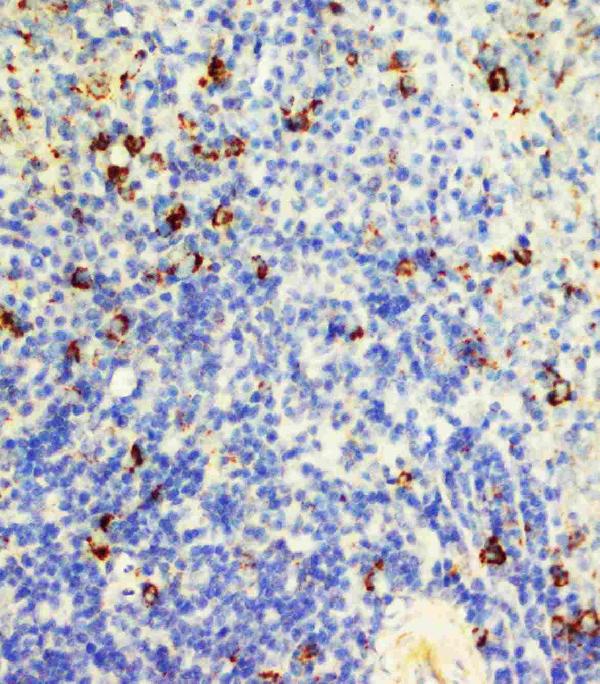 Anti-Fas antibody, PA1119, IHC(P) IHC(P): Rat Spleen Tissue Lysate