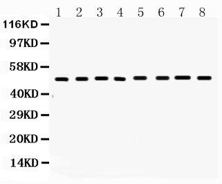 Western blot analysis of FAS expression in mouse liver extract (lane 1), mouse spleen extract (lane 2), mouse brain extract (lane 3) mouse kidney extract (lane 4), mouse thymus extract (lane 5), mouse lung extract (lane 6), HEPA1-6 whole cell lysates (lane 7) and NIH3T3 whole cell lysates (lane 8). FAS at 50KD was detected using rabbit anti-FAS Antigen Affinity purified polyclonal antibody (Catalog # PA1119) at 0.5 μg/mL. The blot was developed using chemiluminescence (ECL) method (Catalog # EK1002).