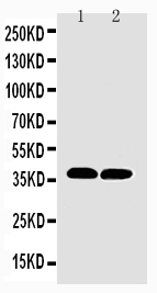 Anti-MTCO1 antibody, PA1317-2, Western blotting Lane 1: Rat Heart Tissue Lysate Lane 2: Mouse Heart Tissue Lysate