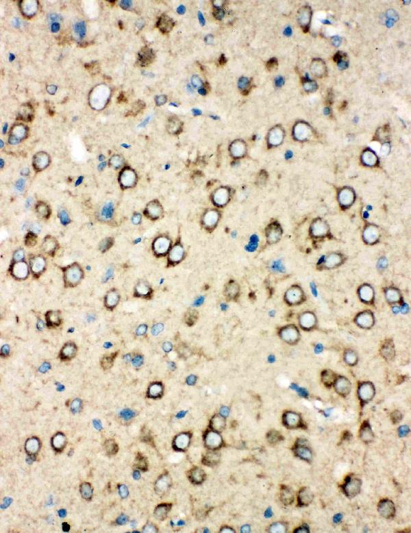 Anti-MTCO1 antibody, PA1317-2, IHC(P) IHC(P): Rat Brain Tissue