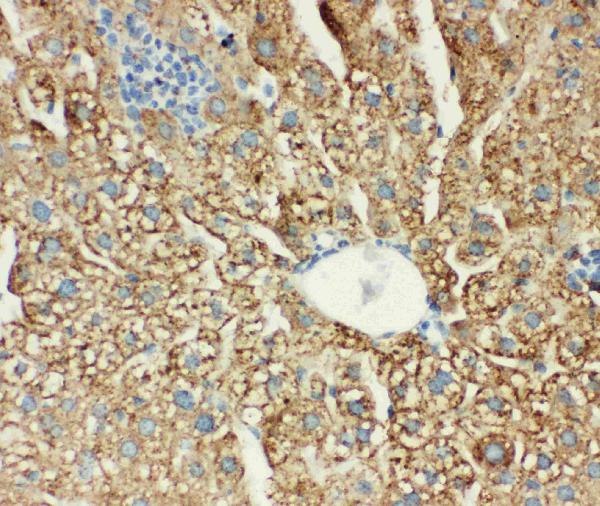 Anti-MTCO1 antibody, PA1317-2, IHC(P) IHC(P): Mouse Liver Tissue