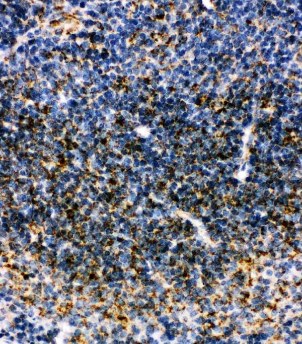 Anti-MTCO1 antibody, PA1317-2, IHC(P) IHC(P): Mouse Spleen Tissue