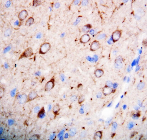 Anti-nNOS(neuronal) antibody, PA1329, IHC(P) IHC(P): Rat Brain Tissue