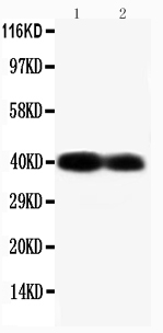 Anti-Connexin 40/GJA5 antibody, PA1368, Western blotting Lane 1: Mouse Heart Tissue Lysate Lane 2: Mouse Heart Tissue Lysate