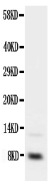 Anti-IGF-1 antibody, PA1374, Western blotting WB: Recombinant Human IGF-1 Protein 2.5ng