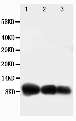 Anti-IP10 antibody, PA1396, Western blotting Lane 1: Recombinant Human CXCL10 Protein 10ng Lane 2: Recombinant Human CXCL10 Protein 5ng Lane 3: Recombinant Human CXCL10 Protein 2.5ng