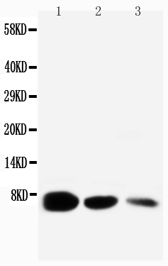 Anti-EGF antibody, PA1398, Western blotting Lane 1: Recombinant Mouse EGF Protein 10ng Lane 2: Recombinant Mouse EGF Protein 5ng Lane 3: Recombinant Mouse EGF Protein 2.5ng