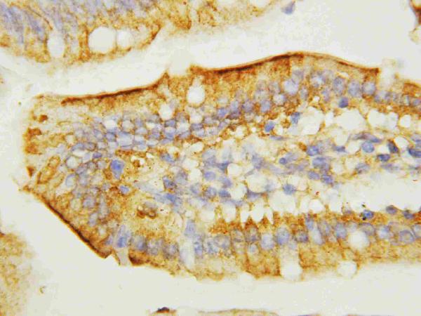 Anti-EGF antibody, PA1398, IHC(P) IHC(P): Mouse Intestine Tissue