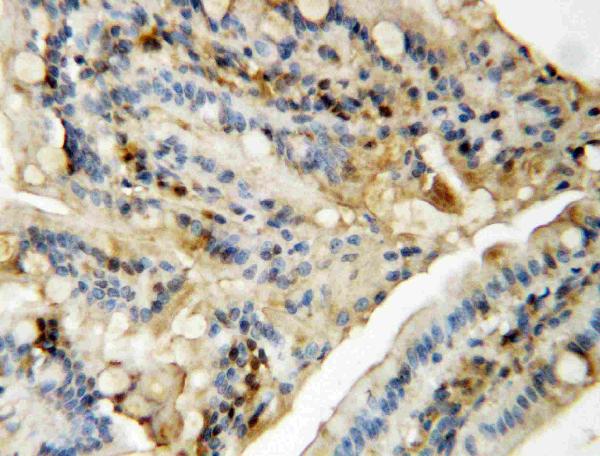 Anti-MAPK8/9 antibody, PA1407, IHC(P) IHC(P): Rat Intestine Tissue