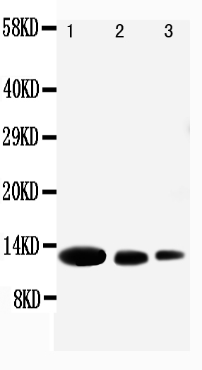 Anti-CXCL9 antibody, PA1429, Western blotting Lane 1: Recombinant Human CXCL9 Protein 10ng Lane 2: Recombinant Human CXCL9 Protein 5ng Lane 3: Recombinant Human CXCL9 Protein 2.5ng