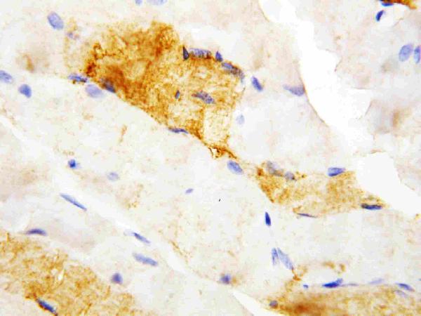 Anti-CA3 antibody, PA1439, IHC(P) IHC(P): Rat Skeletal Muscle Tissue