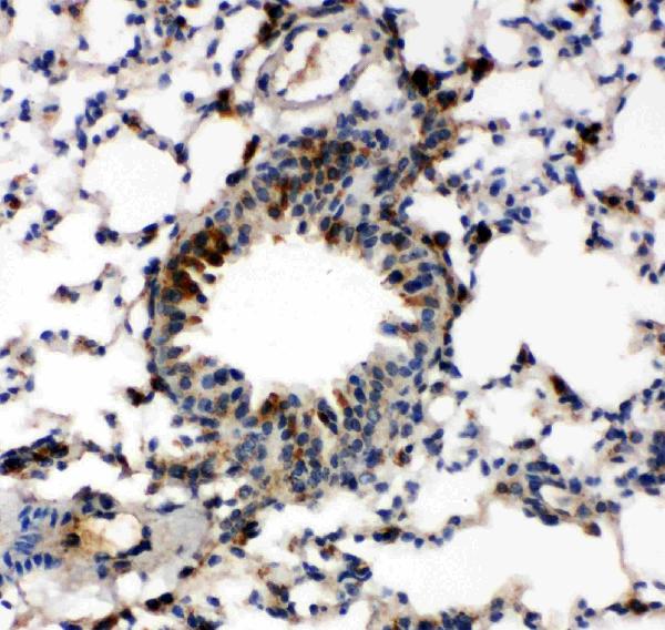 Anti-Caspase-6(P18) antibody, PA1441-1, IHC(P) IHC(P): Mouse Lung Tissue