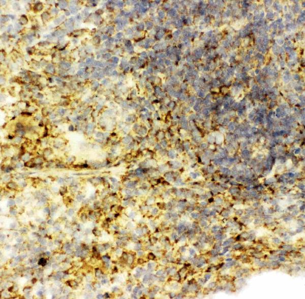 Anti-Caspase-6(P18) antibody, PA1441-1, IHC(F) IHC(F): Rat Spleen Tissue