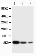 Anti-PF4 antibody, PA1446, Western blotting Lane 1: Recombinant Human CXCL4 Protein 10ng Lane 2: Recombinant Human CXCL4 Protein 5ng Lane 3: Recombinant Human CXCL4 Protein 2.5ng