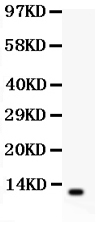 Anti-beta Defensin 1 antibody, PA1450,Western blotting All lanes: Anti Defensin 1 (PA1450) at 0.5ug/ml WB : COLO320 Whole Cell Lysate at 40ug Predicted bind size: 7KD Observed bind size: 7KD