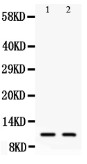 Anti-Eotaxin3 antibody, PA1451, Western blotting All lanes: Anti Eotaxin3 (PA1451) at 0.5ug/ml Lane 1: COLO320 Whole Cell Lysate at 40ug Lane 2: A549 Whole Cell Lysate at 40ug Predicted bind size: 11KD Observed bind size: 11KD