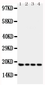 Anti-IFN gamma antibody, PA1493, Western blotting All lanes: Anti IFN gamma (PA1493) at 0.5ug/ml Lane 1: Recombinant Human IFN gamma Protein 10ng Lane 2: Recombinant Human IFN gamma Protein 5ng Lane 3: Recombinant Human IFN gamma Protein 2.5ng Lane 4: Recombinant Human IFN gamma Protein 1.25ng Predicted bind size: 19KD Observed bind size: 19KD