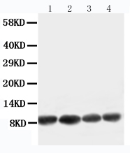 Anti-Apelin antibody, PA1501, Western blotting Working concentration of primary antibody: 0.5 μg/ml; 40μg protein was loaded. Lane 1: U87 Cell Lysate Lane 2: MCF-7 Cell Lysate Lane 3: HELA Cell Lysate Lane 4: MM453 Cell Lysate