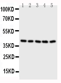 Anti-BCAT2 antibody, PA1502, Western blotting All lanes: Anti BCAT2 (PA1502) at 0.5ug/ml