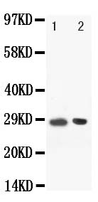 Anti-BOB1 antibody, PA1506, Western blotting Lane: Rat Spleen Tissue Lysate