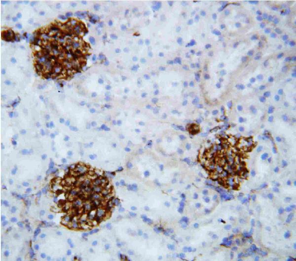 Anti-Canstatin antibody, PA1521, IHC(F) IHC(F): Rat Kidney Tissue