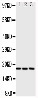 Anti-I-309 antibody, PA1525, Western blotting All lanes: Anti I-309 (PA1525) at 0.5ug/ml