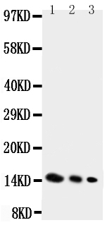 Anti-IL-4 antibody, PA1529, Western blotting Lane 1: Recombinant Mouse IL-4 Protein 10ng Lane 2: Recombinant Mouse IL-4 Protein 5ng Lane 3: Recombinant Mouse IL-4 Protein 2.5ng