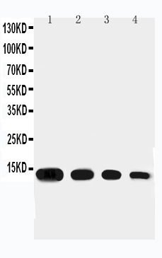 Anti-Eotaxin antibody, PA1531, Western blotting Lane 1: Recombinant mouse Eotaxin Protein 10ng Lane 2: Recombinant mouse Eotaxin Protein 5ng Lane 3: Recombinant mouse Eotaxin Protein 2.5ng