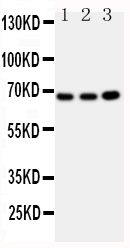 Anti-GBP1 antibody, PA1550, Western blotting All lanes: Anti GBP1 (PA1550) at 0.5ug/ml