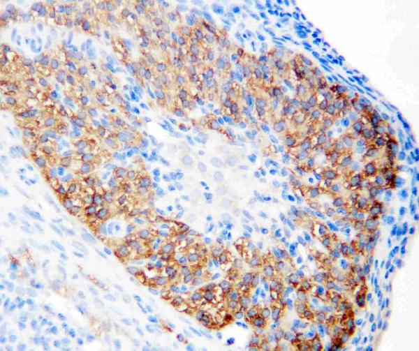 Anti-hCG receptor antibody, PA1552, IHC(P) IHC(P): Rat Ovary Tissue