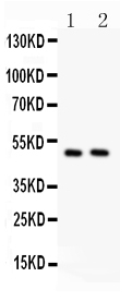 Anti-c-Myc antibody, PA1555, Western blotting All lanes: Anti c-Myc(PA1555) at 0.5ug/ml Lane 1: HELA Whole Cell Lysate at 40ug Lane 2: HEPG2 Whole Cell Lysate at 40ug Predicted bind size: 49KD Observed bind size: 49KD